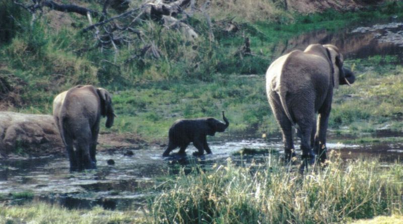 (P:\Africa\Elephant-Mud) Dn-a0330.jpg (1/1) (109 K); DISPLAY FULL IMAGE.