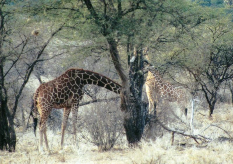 (P:\Africa\Giraffe) Dn-a0332.jpg (1/1) (128 K); DISPLAY FULL IMAGE.