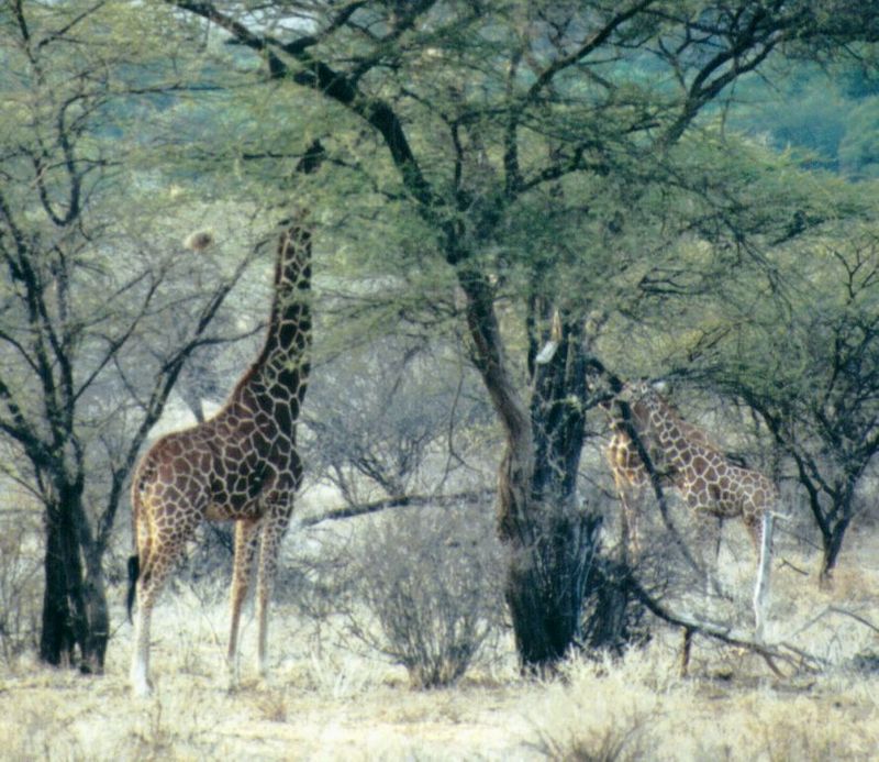 (P:\Africa\Giraffe) Dn-a0333.jpg (1/1) (132 K); DISPLAY FULL IMAGE.