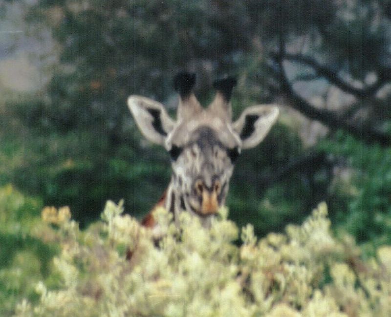 (P:\Africa\Giraffe) Dn-a0334.jpg (1/1) (79 K); DISPLAY FULL IMAGE.