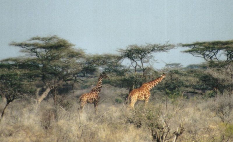 (P:\Africa\Giraffe) Dn-a0335.jpg (1/1) (74 K); DISPLAY FULL IMAGE.