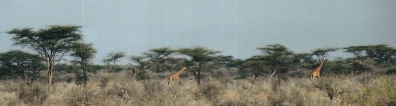 (P:\Africa\Giraffe) Dn-a0336.jpg (1/1) (40 K); DISPLAY FULL IMAGE.