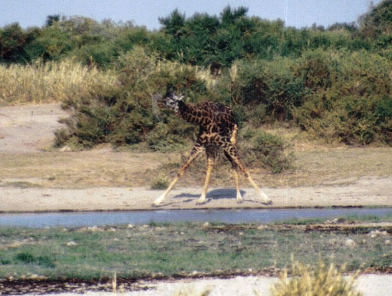 (P:\Africa\Giraffe) Dn-a0337.jpg (1/1) (141 K); DISPLAY FULL IMAGE.