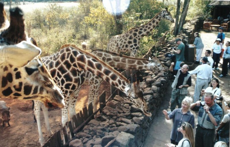 (P:\Africa\Giraffe) Dn-a0339.jpg (1/1) (138 K); DISPLAY FULL IMAGE.