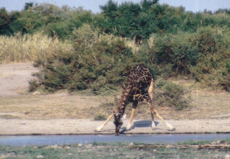 (P:\Africa\Giraffe) Dn-a0340.jpg (1/1) (97 K); DISPLAY FULL IMAGE.