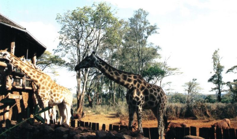 (P:\Africa\Giraffe) Dn-a0341.jpg (1/1) (118 K); DISPLAY FULL IMAGE.