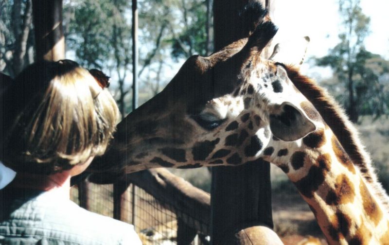 (P:\Africa\Giraffe) Dn-a0344.jpg (1/1) (94 K); DISPLAY FULL IMAGE.