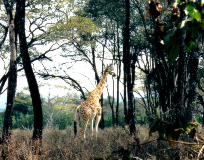(P:\Africa\Giraffe) Dn-a0345.jpg (1/1) (153 K); DISPLAY FULL IMAGE.