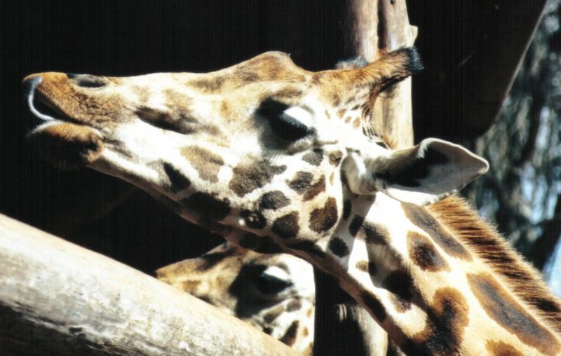 (P:\Africa\Giraffe) Dn-a0347.jpg (1/1) (96 K); DISPLAY FULL IMAGE.