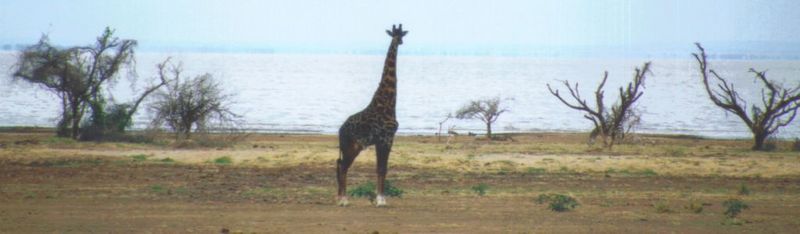 (P:\Africa\Giraffe) Dn-a0349.jpg (1/1) (42 K); DISPLAY FULL IMAGE.