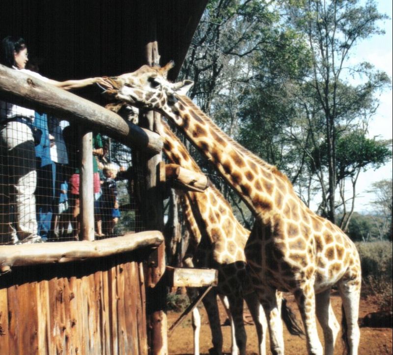 (P:\Africa\Giraffe) Dn-a0351.jpg (1/1) (134 K); DISPLAY FULL IMAGE.