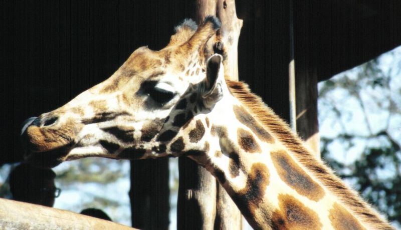 (P:\Africa\Giraffe) Dn-a0353.jpg (1/1) (84 K); DISPLAY FULL IMAGE.