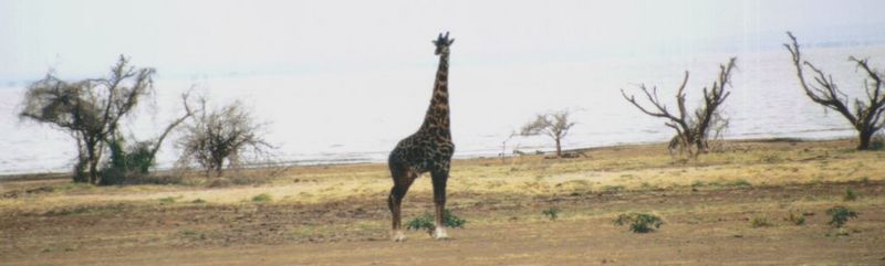 (P:\Africa\Giraffe) Dn-a0360.jpg (1/1) (41 K); DISPLAY FULL IMAGE.