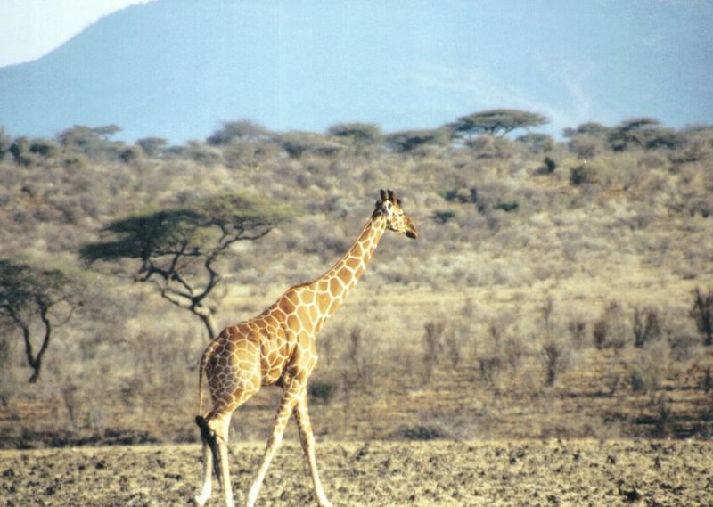 (P:\Africa\Giraffe) Dn-a0364.jpg (1/1) (109 K); DISPLAY FULL IMAGE.