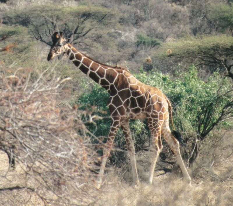 (P:\Africa\Giraffe) Dn-a0365.jpg (1/1) (126 K); DISPLAY FULL IMAGE.