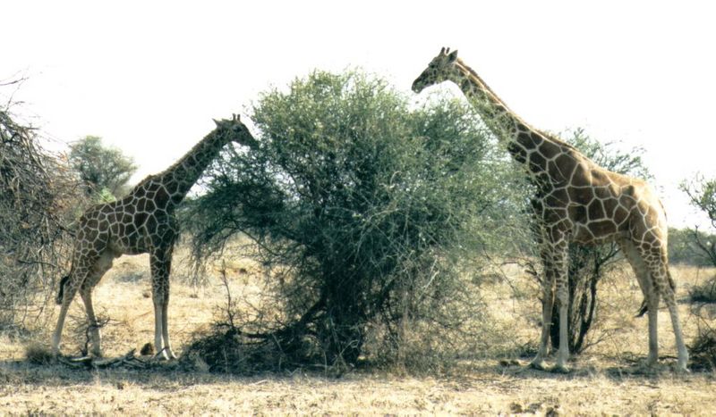 (P:\Africa\Giraffe) Dn-a0369.jpg (1/1) (121 K); DISPLAY FULL IMAGE.