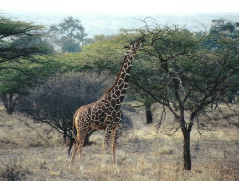 (P:\Africa\Giraffe) Dn-a0377.jpg (1/1) (125 K); DISPLAY FULL IMAGE.