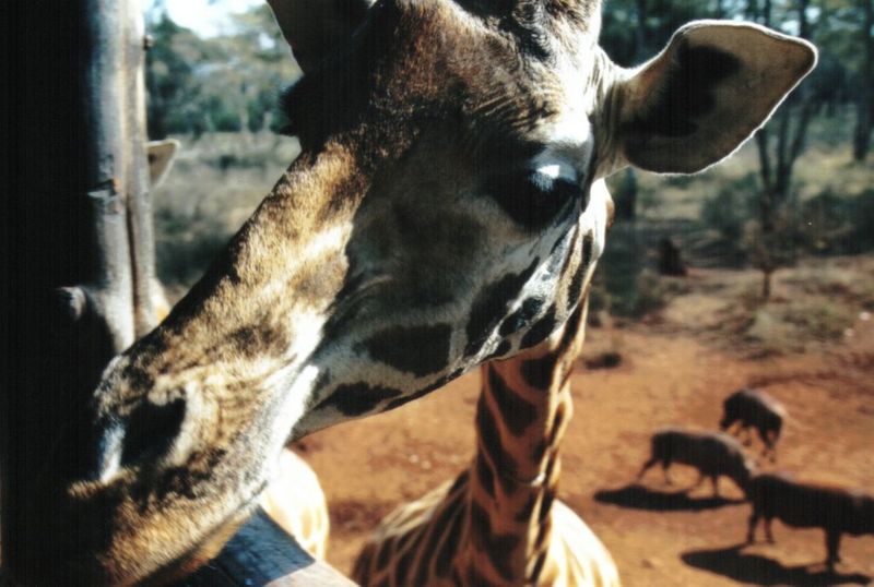 (P:AfricaGiraffe) Dn-a0378.jpg; DISPLAY FULL IMAGE.