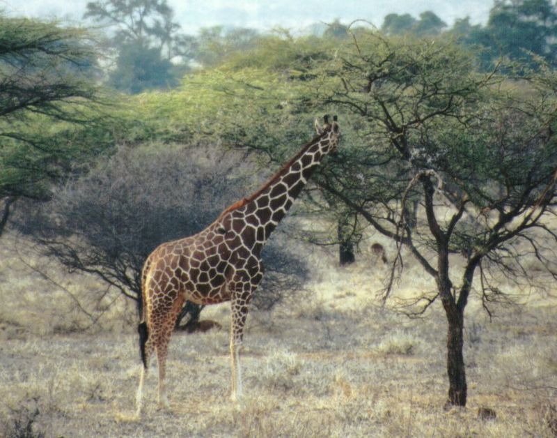 (P:AfricaGiraffe) Dn-a0382.jpg; DISPLAY FULL IMAGE.