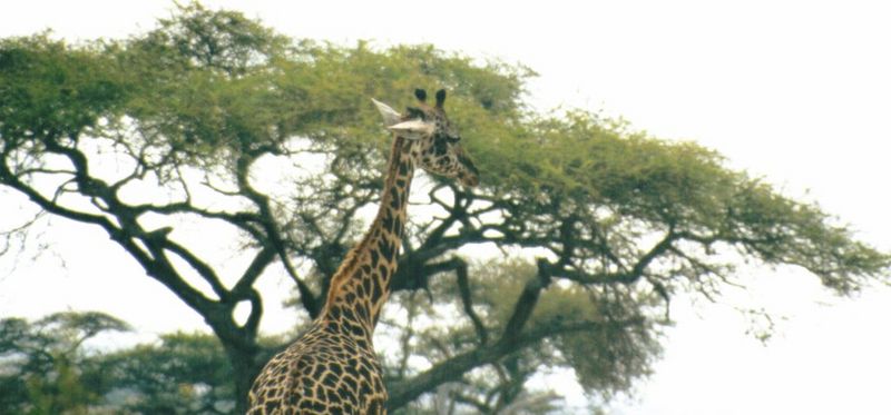 (P:\Africa\Giraffe) Dn-a0383.jpg (1/1) (72 K); DISPLAY FULL IMAGE.