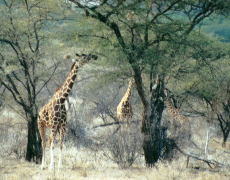 (P:\Africa\Giraffe) Dn-a0384.jpg (1/1) (126 K); DISPLAY FULL IMAGE.