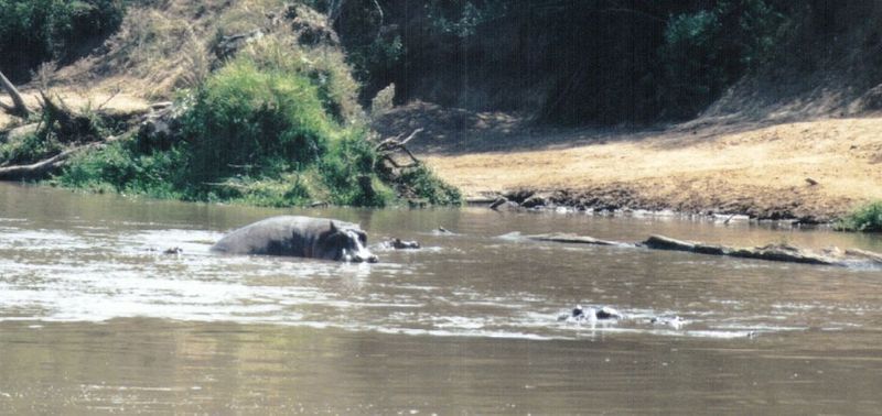 (P:\Africa\Hippo) Dn-a0391.jpg (1/1) (91 K); DISPLAY FULL IMAGE.