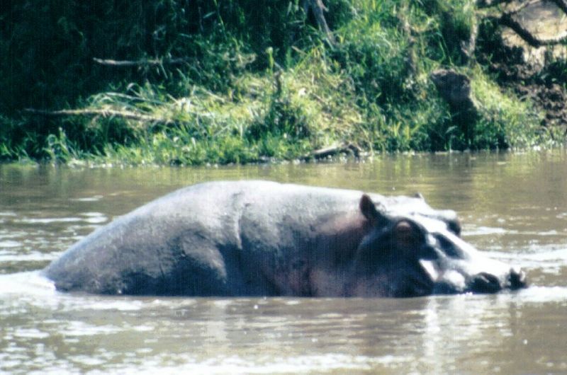 (P:\Africa\Hippo) Dn-a0392.jpg (1/1) (121 K); DISPLAY FULL IMAGE.