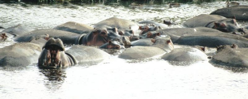 (P:\Africa\Hippo) Dn-a0397.jpg (1/1) (68 K); DISPLAY FULL IMAGE.