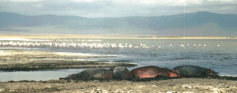 (P:\Africa\Hippo) Dn-a0400.jpg (Flamingo flock and Hippos); DISPLAY FULL IMAGE.