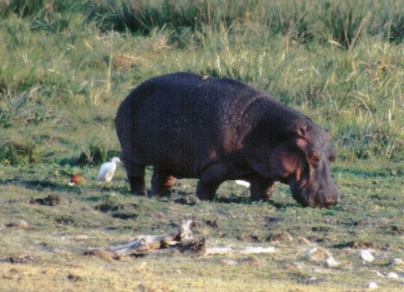 (P:\Africa\Hippo) Dn-a0401.jpg (1/1) (107 K); DISPLAY FULL IMAGE.