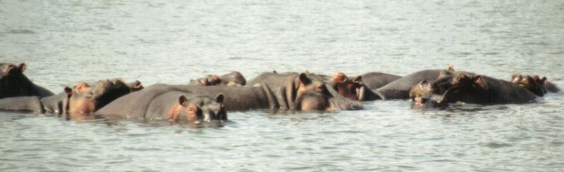 (P:\Africa\Hippo) Dn-a0403.jpg (1/1) (48 K); DISPLAY FULL IMAGE.