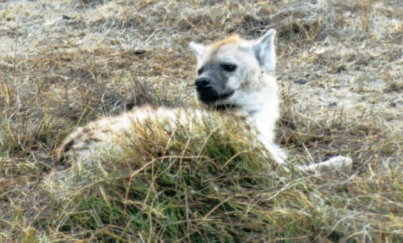 (P:\Africa\Hyena) Dn-a0414.jpg (Spotted Hyena); DISPLAY FULL IMAGE.