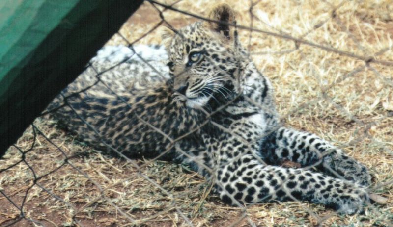 (P:\Africa\Leopard) Dn-a0421.jpg (1/1) (118 K); DISPLAY FULL IMAGE.