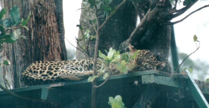 (P:\Africa\Leopard) Dn-a0424.jpg (1/1) (83 K); DISPLAY FULL IMAGE.