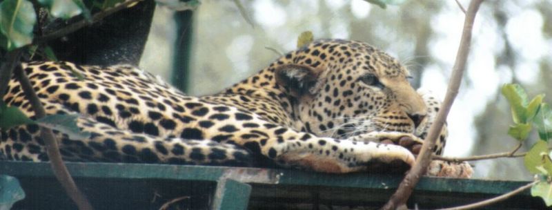 (P:\Africa\Leopard) Dn-a0428.jpg (1/1) (61 K); DISPLAY FULL IMAGE.