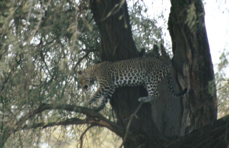 (P:\Africa\Leopard) Dn-a0429.jpg (1/1) (101 K); DISPLAY FULL IMAGE.