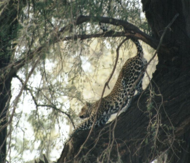 (P:\Africa\Leopard) Dn-a0430.jpg (1/1) (108 K); DISPLAY FULL IMAGE.