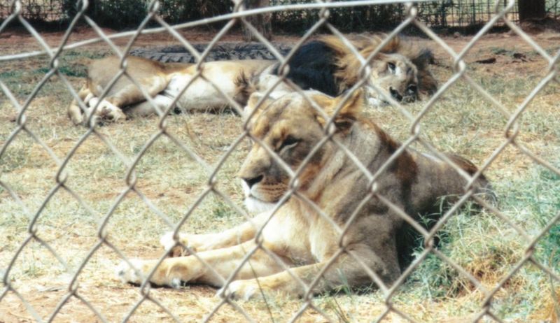 (P:\Africa\Lion) Dn-a0437.jpg (1/1) (115 K); DISPLAY FULL IMAGE.