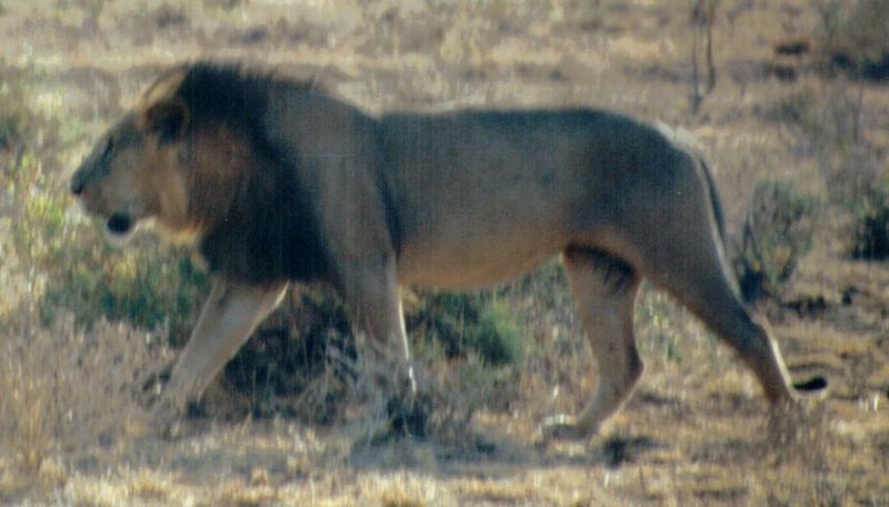 (P:\Africa\Lion) Dn-a0439.jpg (1/1) (77 K); DISPLAY FULL IMAGE.