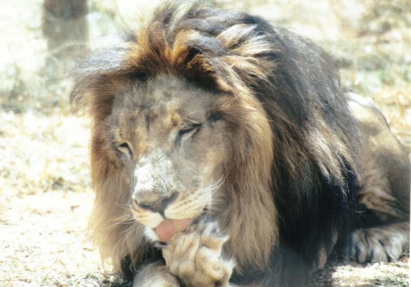 (P:\Africa\Lion) Dn-a0440.jpg (1/1) (105 K); DISPLAY FULL IMAGE.