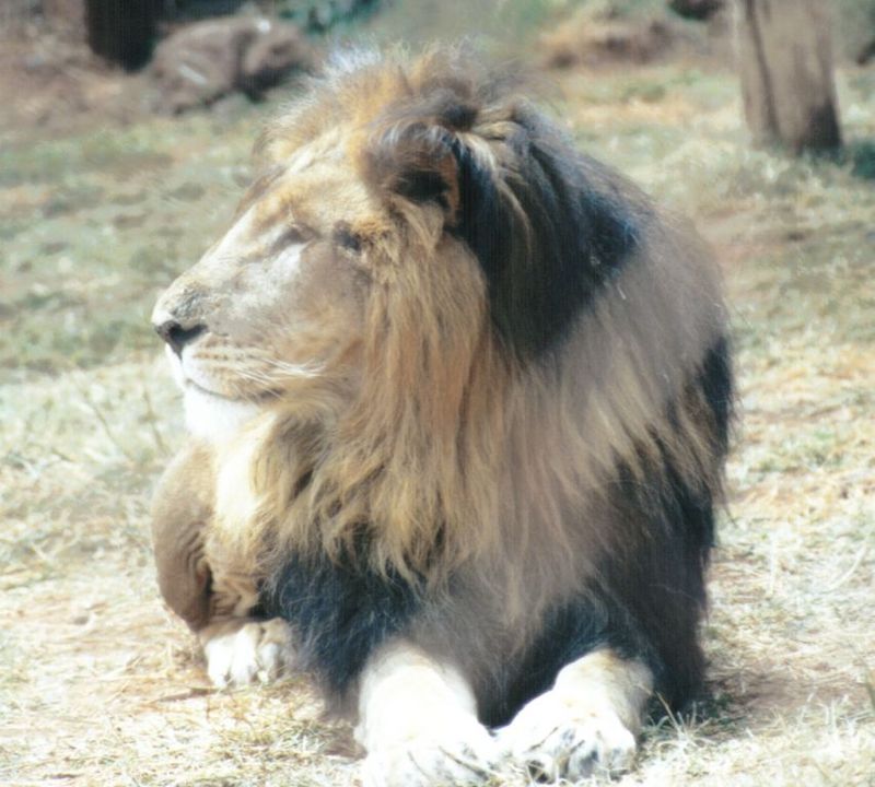 (P:\Africa\Lion) Dn-a0441.jpg (1/1) (90 K); DISPLAY FULL IMAGE.