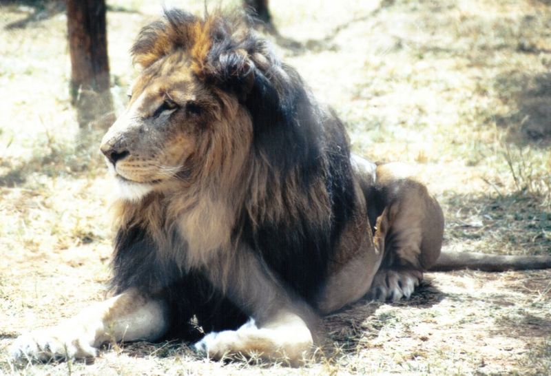 (P:\Africa\Lion) Dn-a0444.jpg (1/1) (114 K); DISPLAY FULL IMAGE.