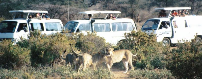 (P:\Africa\Lion) Dn-a0445.jpg (1/1) (99 K); DISPLAY FULL IMAGE.