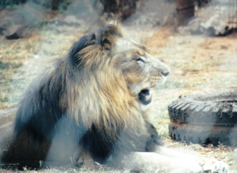 (P:\Africa\Lion) Dn-a0448.jpg (1/1) (92 K); DISPLAY FULL IMAGE.