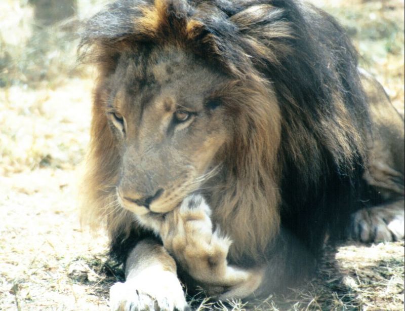 (P:\Africa\Lion) Dn-a0449.jpg (1/1) (114 K); DISPLAY FULL IMAGE.