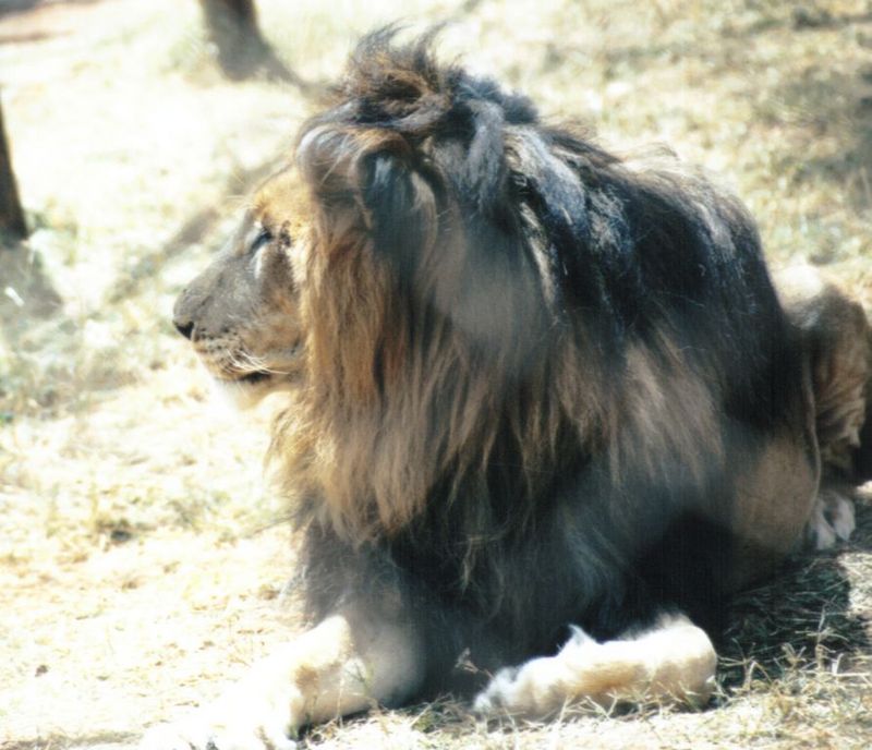 (P:\Africa\Lion) Dn-a0452.jpg (1/1) (92 K); DISPLAY FULL IMAGE.