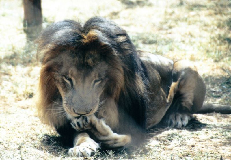 (P:\Africa\Lion) Dn-a0453.jpg (1/1) (109 K); DISPLAY FULL IMAGE.