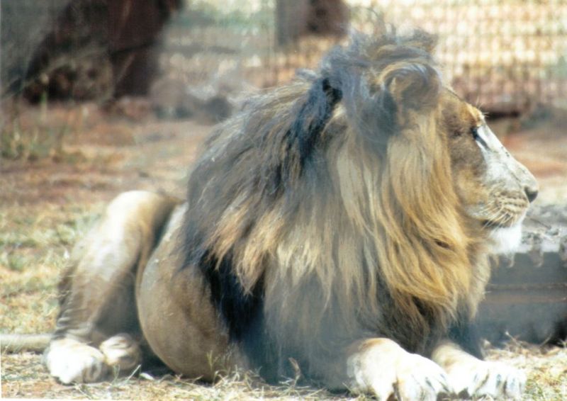 (P:\Africa\Lion) Dn-a0461.jpg (1/1) (94 K); DISPLAY FULL IMAGE.