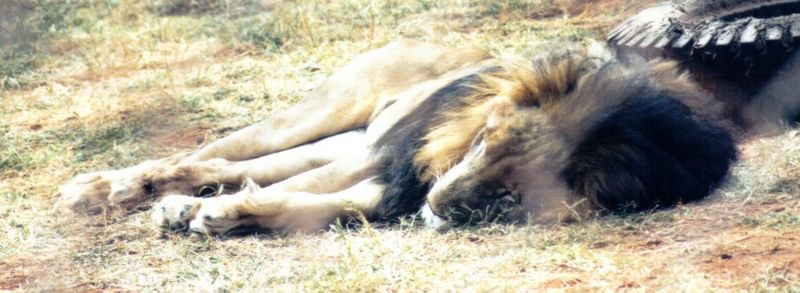 (P:\Africa\Lion) Dn-a0470.jpg (1/1) (77 K); DISPLAY FULL IMAGE.