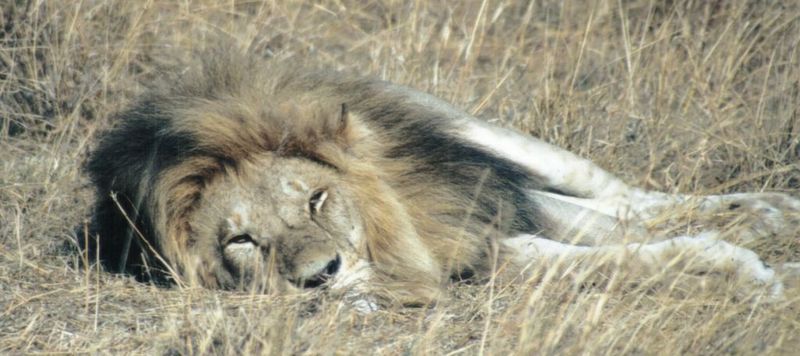 (P:\Africa\Lion) Dn-a0471.jpg (1/1) (85 K); DISPLAY FULL IMAGE.